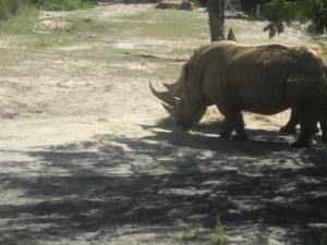 Rhinoceros at Animal Kingdom